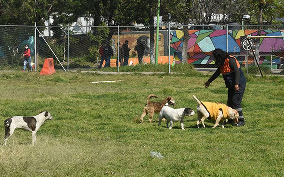 mecanismo Esencialmente Alta exposición Improvisan albergue canino en la CEDA, piden sumarse a la adopción - La  Prensa | Noticias policiacas, locales, nacionales