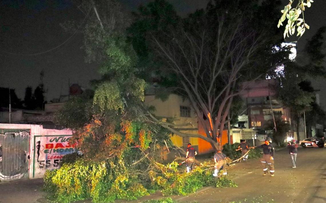 Bomberos y PC retiran ramas que cayeron en carril lateral de Circuito Interior – La Prensa