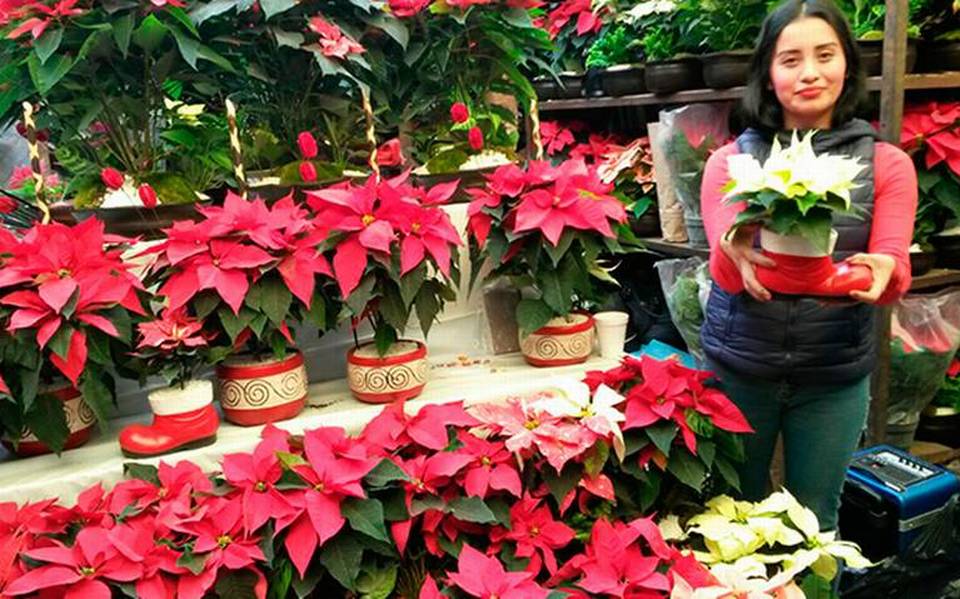 Ofertan plantas de Nochebuena en mercados de Xochimilco - La Prensa |  Noticias policiacas, locales, nacionales