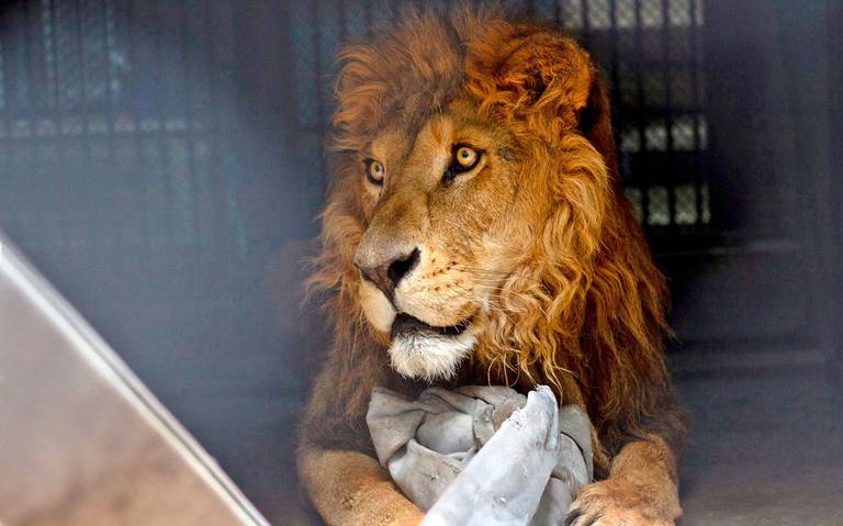 Mejoran día con día la salud de los leones rescatados. Así se encuentran  [FOTOS] - La Prensa | Noticias policiacas, locales, nacionales