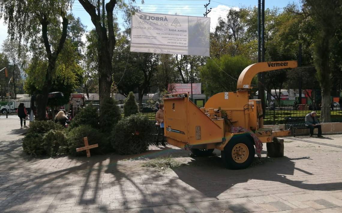 Xochimilco recolecta árboles de Navidad naturales para procesarlos en abono  orgánico - La Prensa | Noticias policiacas, locales, nacionales
