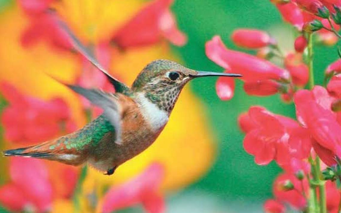 UNAM, al rescate del hábitat de colibríes - La Prensa | Noticias  policiacas, locales, nacionales
