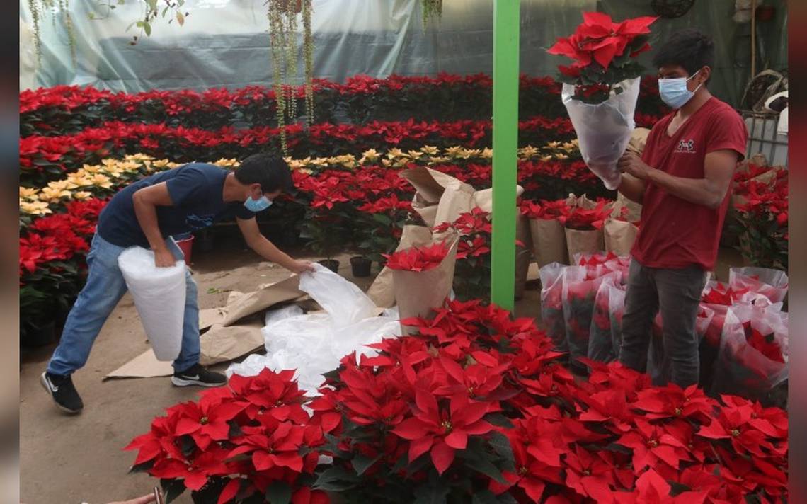En dónde comprar flor de Nochebuena en CDMX - La Prensa | Noticias  policiacas, locales, nacionales