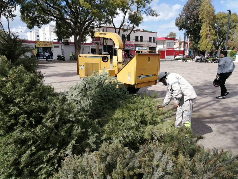 Xochimilco recolecta árboles de Navidad naturales para procesarlos en abono  orgánico - La Prensa | Noticias policiacas, locales, nacionales