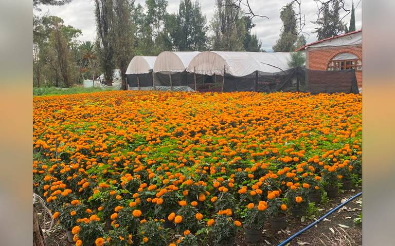 Prevén producir más de 20 mil toneladas de flor de cempasúchil - La Prensa  | Noticias policiacas, locales, nacionales