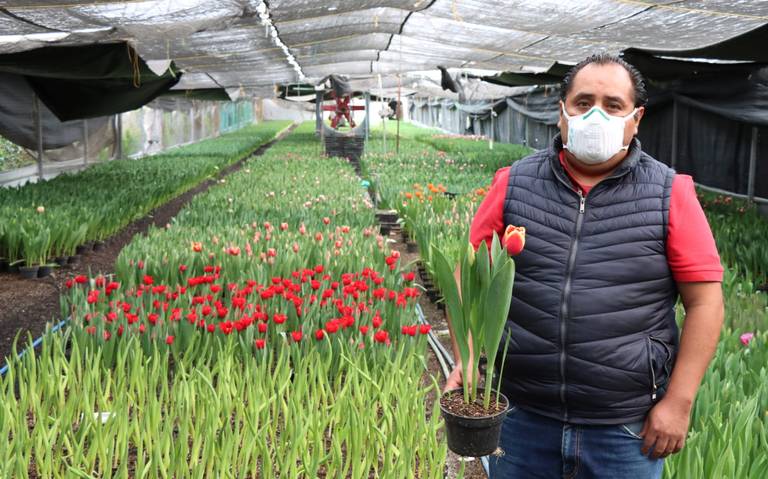 Flecha en San Valentín con tulipanes en vez de rosas - La Prensa | Noticias  policiacas, locales, nacionales