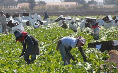 Expertos demandan erradicar el outsourcing del sector agrícola