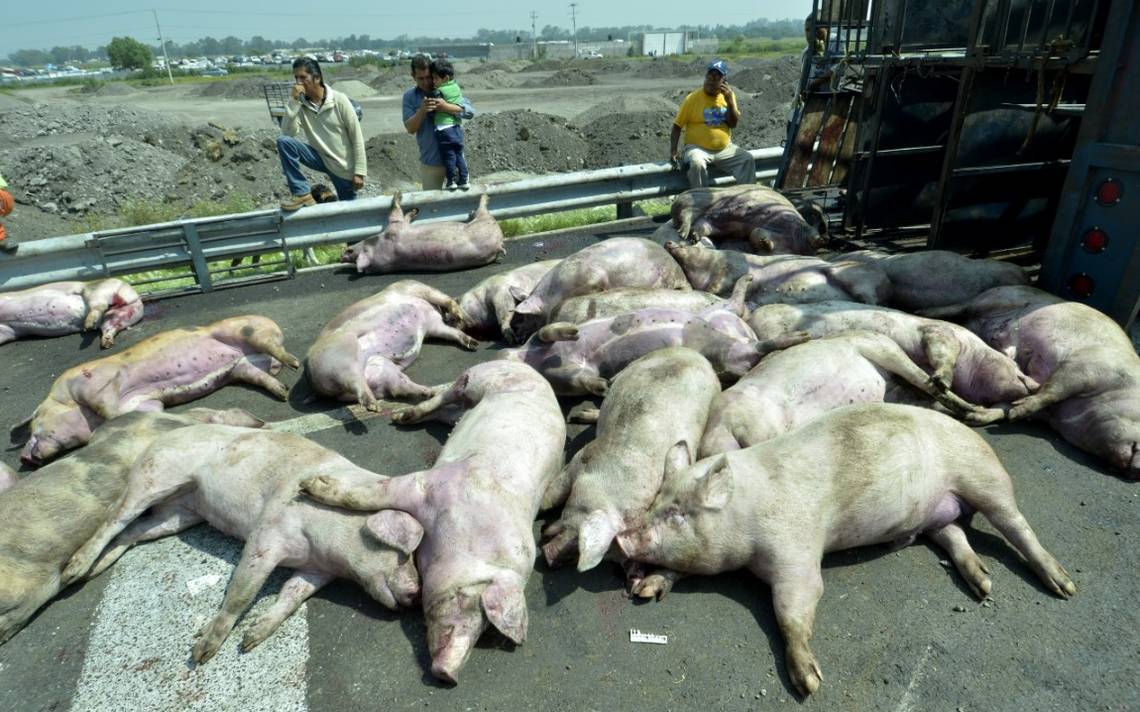 Mueren 70 cerdos por volcadura de trailer en Circuito Exterior Mexiquense -  La Prensa | Noticias policiacas, locales, nacionales