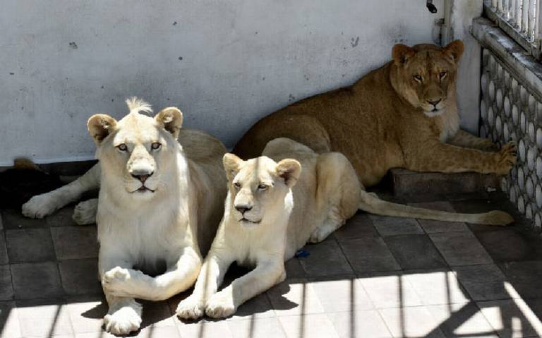 Tres felinos hallados en refugio del Ajusco 